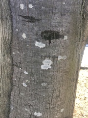 Parmeliaceae