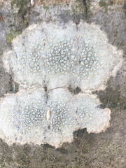 Parmeliaceae