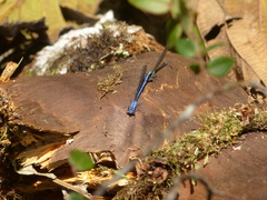 Argia medullaris