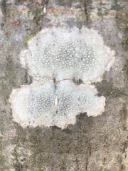 Parmeliaceae