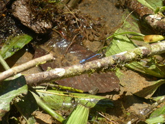 Argia medullaris