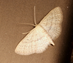 Scopula hypochra