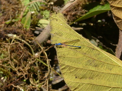 Argia medullaris