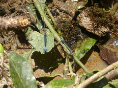 Argia medullaris