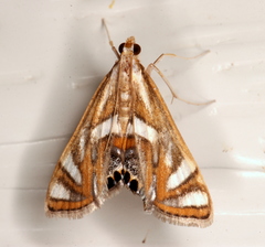 Margarosticha euprepialis