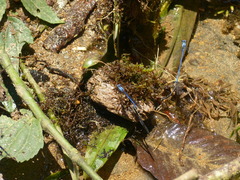 Argia medullaris