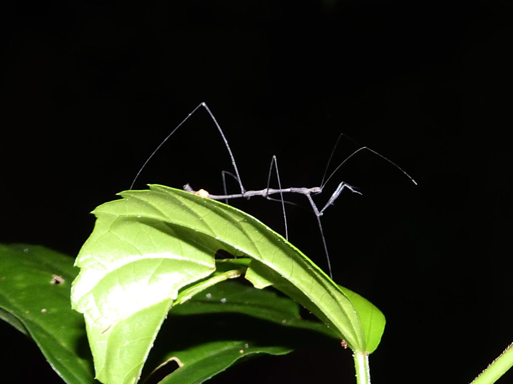 Ghilianella tica