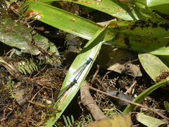 Argia medullaris