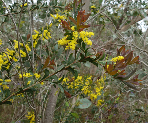 Image of Acacia triptera by (c) yatesy, some rights reserved (CC BY)