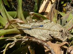 Argia medullaris