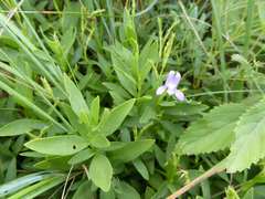 Asystasia subbiflora