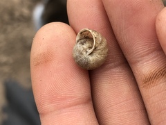 Praticolella mexicana