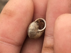 Praticolella mexicana