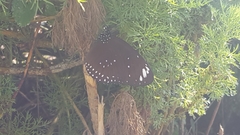Euploea crameri