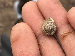 Praticolella mexicana