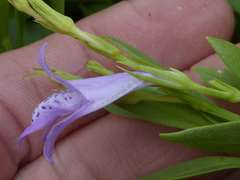 Asystasia subbiflora