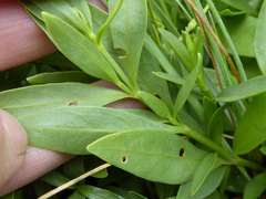 Asystasia subbiflora