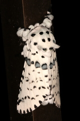 Kamalia australis