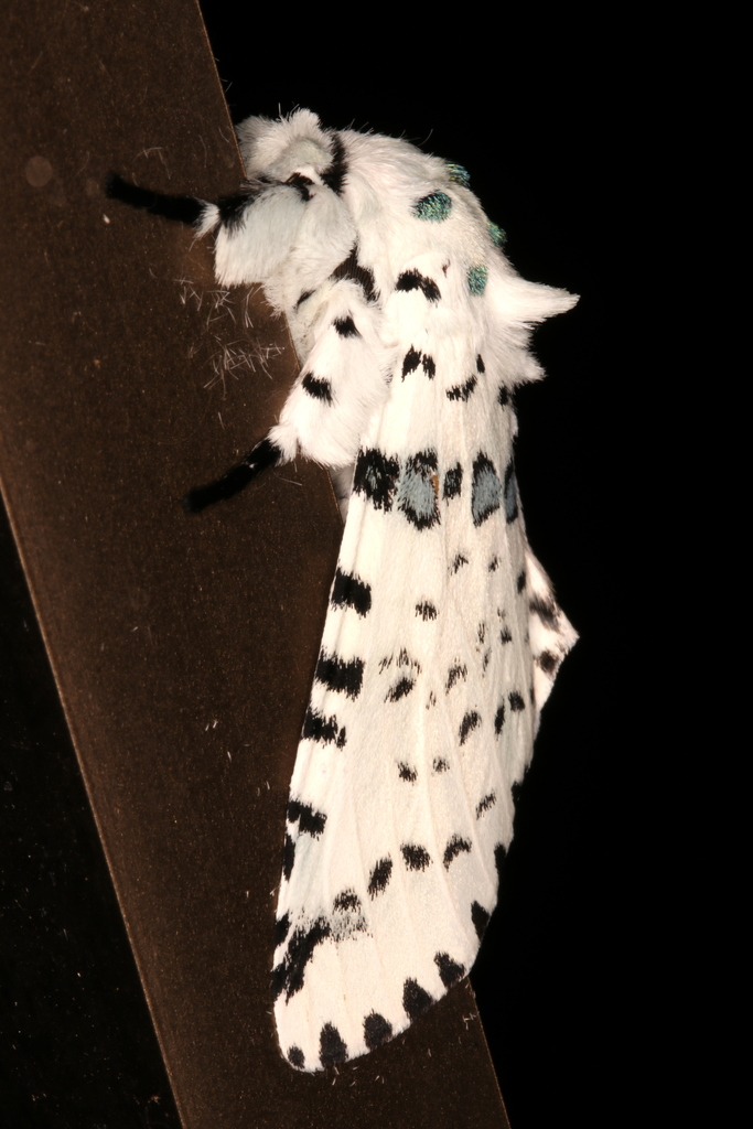 Cerurinae