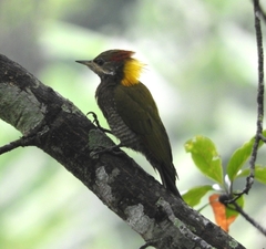 Lesser Yellownape photo 3