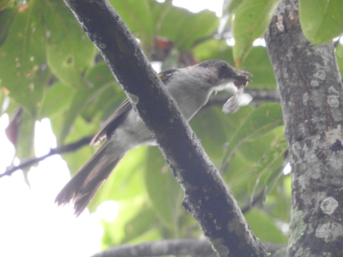 Ashy Bulbul (Hemixos flavala), photo 8