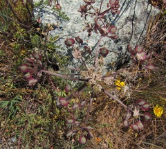 Lomatium dasycarpum dasycarpum