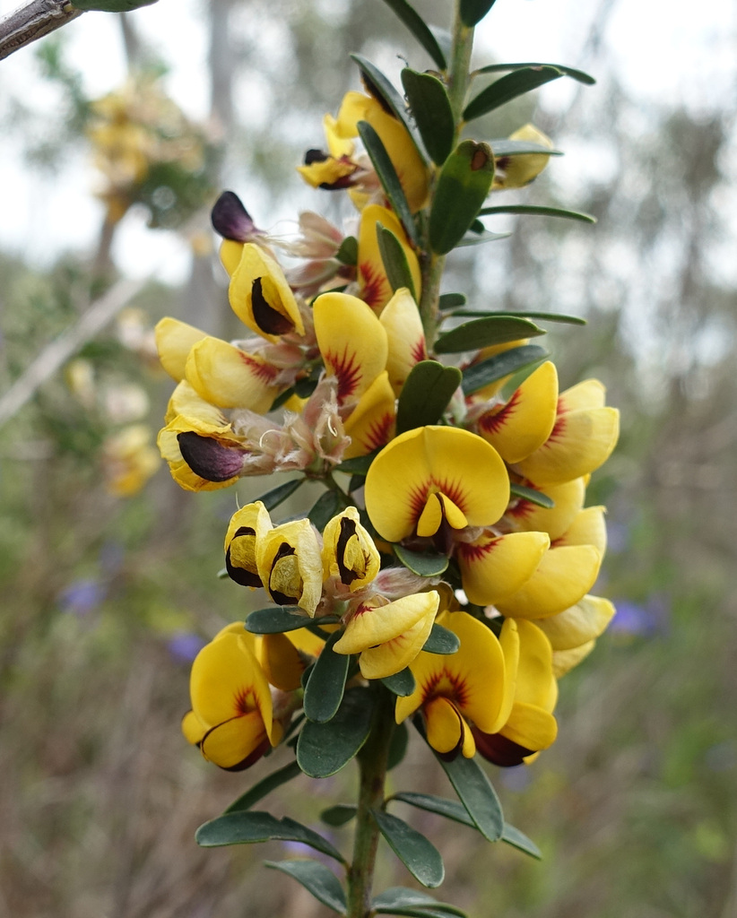 flat-leaf bush-pea