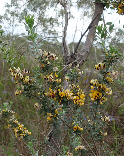 Image of Flat-Leaf Bush-Pea (Pultenaea platyphylla) by (c) yatesy, some rights reserved (CC BY)