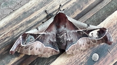 Holocerina smilax
