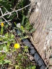 Phoenicolacerta troodica