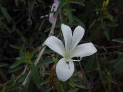 Barleria pretoriensis