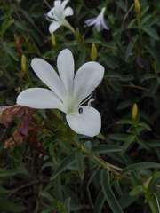 Barleria pretoriensis