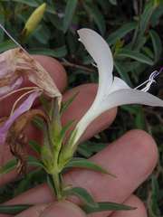 Barleria pretoriensis