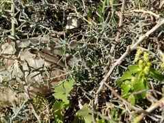 Phoenicolacerta troodica