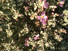Cistus parviflorus