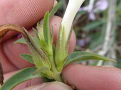 Barleria pretoriensis