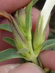 Barleria pretoriensis