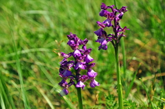 Anacamptis morio caucasica