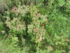 Crassula obovata