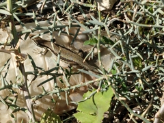 Phoenicolacerta troodica