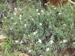 Barleria pretoriensis