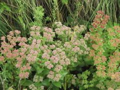 Crassula obovata