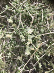 Plocama aucheri