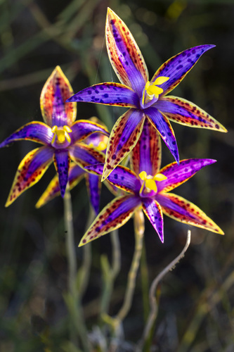 Thelymitra speciosa