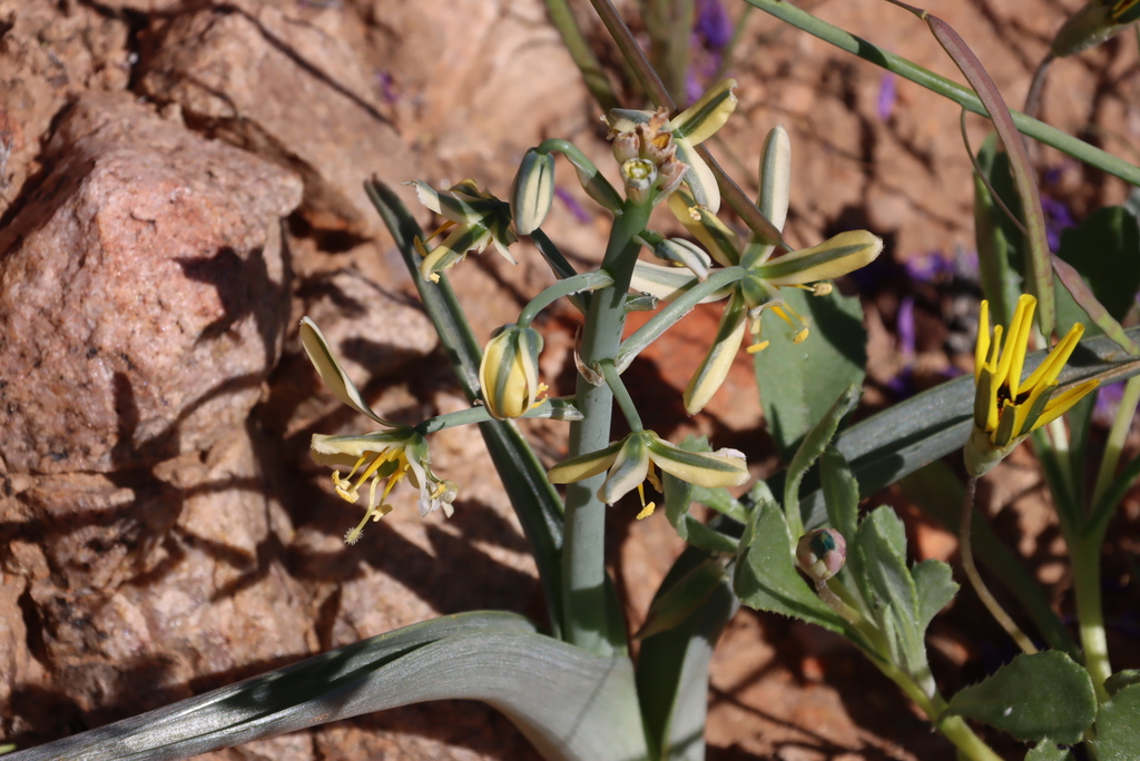Albuca pearsonii, Halfmens Pass - half way up, Richtersveld National Park