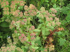 Crassula obovata