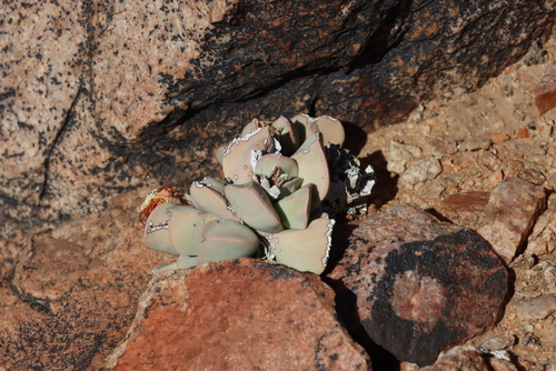 Schwantesia herrei L. Bolus 3