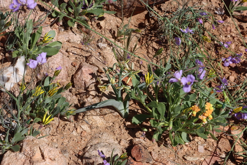 Albuca pearsonii