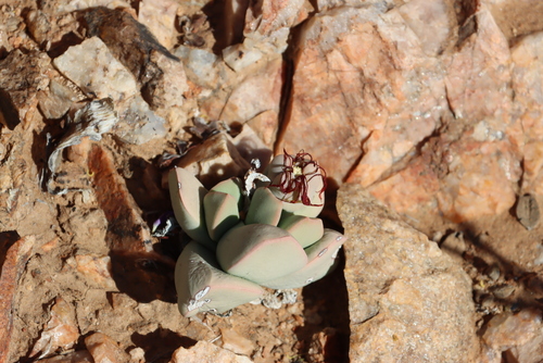 Schwantesia herrei L. Bolus