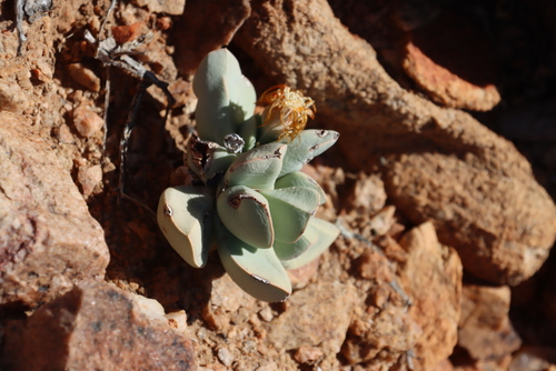 Schwantesia herrei L. Bolus 2